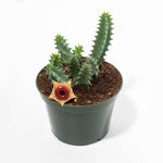 Lifesaver Plant Starfish Cactus Huernia Zebrina Succulent Verdant Lyfe