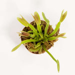 Green Venus Fly Trap Carnivorous Plant - Dionaea muscipula Verdant Lyfe