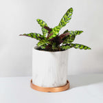 Calathea Rattlesnake Lancifolia Prayer Plant Verdant Lyfe