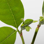 Gardenia taitensis 'Double' - Double Tahitian Fragrant Flowering Bush Plant Verdant Lyfe