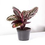 Calathea Roseopicta Dottie Pink Stripe Medallion Prayer Plant Verdant Lyfe