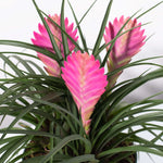 Pink Quill Airplant Tillandsia cyanea Verdant Lyfe