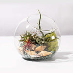 Large Bubble Terrarium with Airplant Kit Tillandsia Grower's Choice Verdant Lyfe