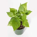 Sweety Drop Pepper Pimenta Biquinho Little Beak Pepper Plant Verdant Lyfe