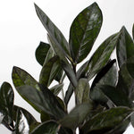 Black Zanzibar Gem Zamioculcas zamiifolia 'Nova Star' Raven ZZ Plant Verdant Lyfe