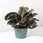 Calathea Roseopicta Dottie Pink Stripe Medallion Prayer Plant Verdant Lyfe