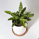 Calathea Rattlesnake Lancifolia Prayer Plant Verdant Lyfe