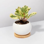 Diana Porcelain Planter with Bamboo Tray Verdant Lyfe