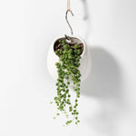 String of Pearls Senecio Rowleyanus Regular Trailing Plant Verdant Lyfe