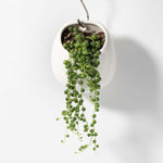 String of Pearls Senecio Rowleyanus Regular Trailing Plant Verdant Lyfe