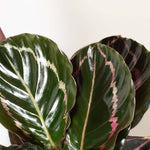 Calathea Roseopicta Dottie Pink Stripe Medallion Prayer Plant Verdant Lyfe