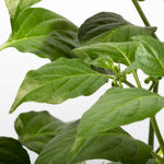 Sweety Drop Pepper Pimenta Biquinho Little Beak Pepper Plant Verdant Lyfe