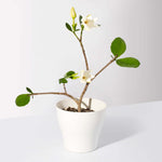 Gardenia taitensis 'Double' - Double Tahitian Fragrant Flowering Bush Plant Verdant Lyfe