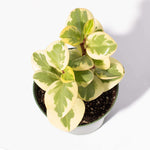 Peperomia Obtusifolia Variegated Marble Baby Rubber Plant Verdant Lyfe