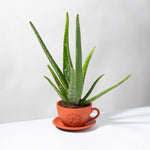 Aloe Vera Plant Indoor or Outdoor Easy Live Plant Verdant Lyfe