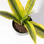 Yellowstone Sansevieria Snake Plant Verdant Lyfe