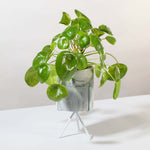 Chinese Money Plant Pilea Peperomioides Pet-Friendly Plant Verdant Lyfe