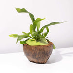 Staghorn Fern Platycerium bifurcatum in Coconut Shell (Elkhorn) Verdant Lyfe