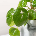 Chinese Money Plant Pilea Peperomioides Pet-Friendly Plant Verdant Lyfe