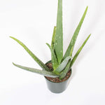 Aloe Vera Plant Indoor or Outdoor Easy Live Plant Verdant Lyfe