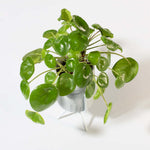 Chinese Money Plant Pilea Peperomioides Pet-Friendly Plant Verdant Lyfe