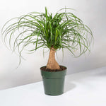 Red Ponytail Palm Beaucarnea guatemalensis Verdant Lyfe