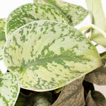 Scindapsus Pictus 'Exotica' Pothos 'Silver Satin' Vining Air Purifying Plant Verdant Lyfe