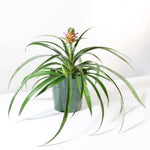 Mini Pineapple Plant 'Tiny Treasure' Ananas 'nanus' Ornamental Verdant Lyfe