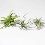 Tillandsia Grower's Choice Air Plant 3 Pack Bundle Verdant Lyfe