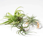 Tillandsia Grower's Choice Air Plant 3 Pack Bundle Verdant Lyfe