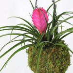 Pink Quill Airplant Tillandsia cyanea Verdant Lyfe