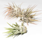 Tillandsia Grower's Choice Air Plant 3 Pack Bundle Verdant Lyfe