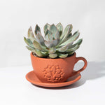 Echeveria Growers Choice Assorted Mystery Succulent Verdant Lyfe