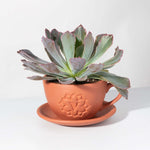 Echeveria Growers Choice Assorted Mystery Succulent Verdant Lyfe