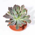 Echeveria Growers Choice Assorted Mystery Succulent Verdant Lyfe