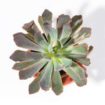 Echeveria Growers Choice Assorted Mystery Succulent Verdant Lyfe