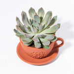 Echeveria Growers Choice Assorted Mystery Succulent Verdant Lyfe