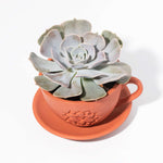 Echeveria Growers Choice Assorted Mystery Succulent Verdant Lyfe