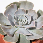 Echeveria Growers Choice Assorted Mystery Succulent Verdant Lyfe