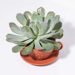 Echeveria Growers Choice Assorted Mystery Succulent Verdant Lyfe