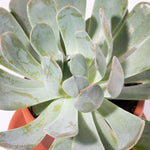 Echeveria Growers Choice Assorted Mystery Succulent Verdant Lyfe