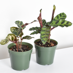 Calathea Prayer Plant Bundle - Makoyana & Rattlesnake