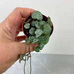 String of Hearts Trailing Plant Succulent Ceropegia Woodii Verdant Lyfe