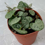 String of Hearts Trailing Plant Succulent Ceropegia Woodii Verdant Lyfe