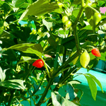 Sweety Drop Pepper Pimenta Biquinho Little Beak Pepper Plant Verdant Lyfe