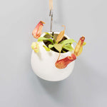 Gaya Pitcher Plant - Nepenthes X St. Gaya Compact Carnivorous Plant Verdant Lyfe