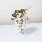 String of Hearts Trailing Plant Succulent Ceropegia Woodii Verdant Lyfe