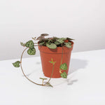 String of Hearts Trailing Plant Succulent Ceropegia Woodii Verdant Lyfe