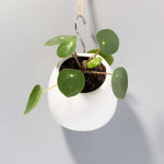 Chinese Money Plant Pilea Peperomioides Pet-Friendly Plant Verdant Lyfe