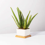 Aloe Vera Plant Indoor or Outdoor Easy Live Plant Verdant Lyfe